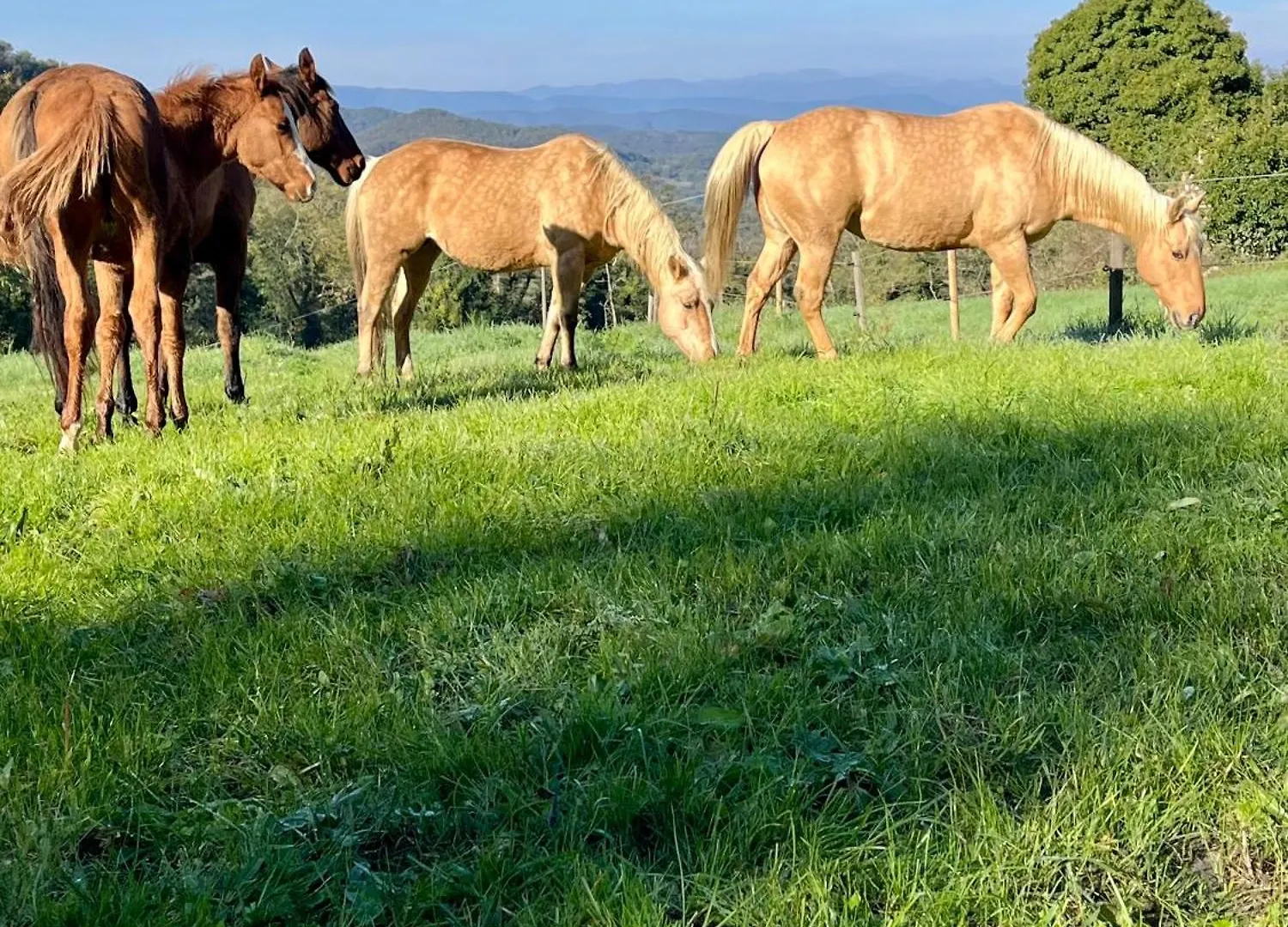Serene Country Residence, Mugello Near Florence La Prunetina